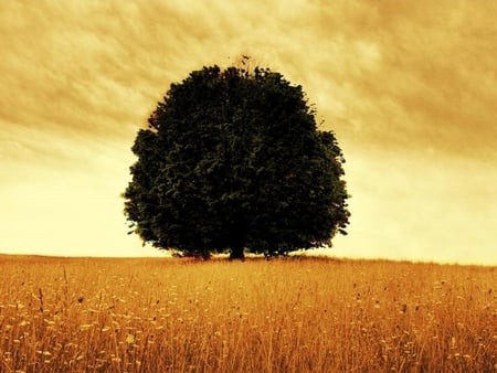 Golden field and sky - field, sky, tree, anture