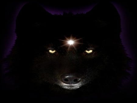 Black Beauty - wolf, abstract, fantasy, animals