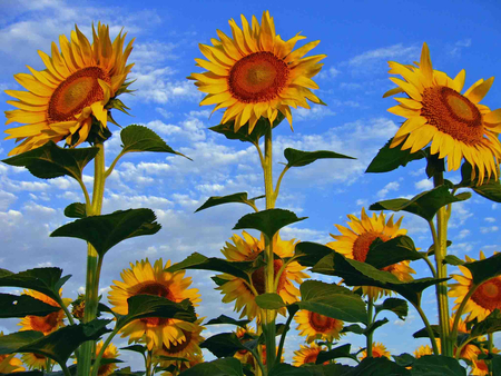 Sunflowers & blue sky - sunflowers, nature, image, sky