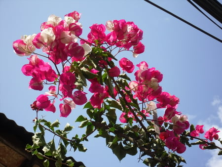 true colours - palpa, flowers, nepal, tansen