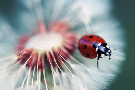 Ladybug - nature, ladybug, macro, ladybird, dandelion, flower