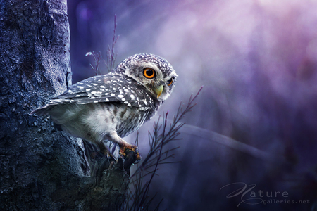 Spotted Owlet - owlet, branch, spotted, beautiful, night, tree