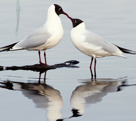 Whispers of Love - love, whispering, water, romance, shore, sea, bird