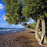 tree and ocean