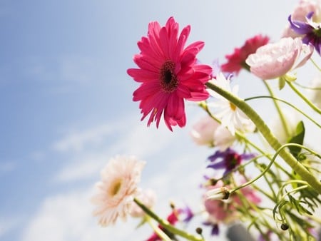 blue sky - flowers, sky, blue