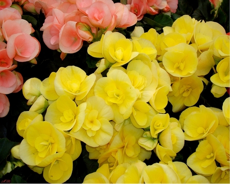 Peach and Yellow Begonias - photograph, flowers, summer, garden, spring, begonia