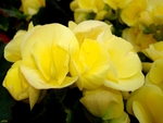 Yellow Begonia