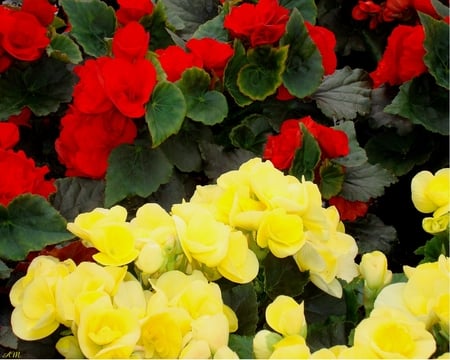 Red and Yellow Begonias - begonia, summer, flowers, garden, photograph, spring