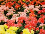 Begonias