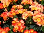 Multi colored Begonias