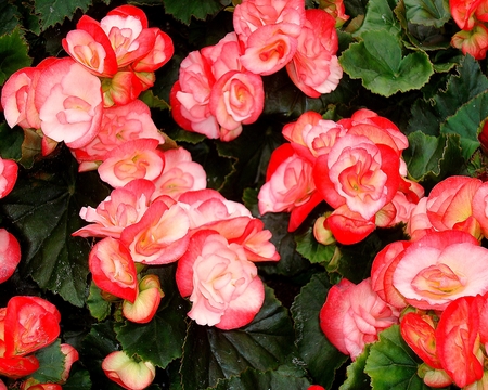 Multi colored Begonias 2 - photograph, flowers, summer, garden, spring, begonia