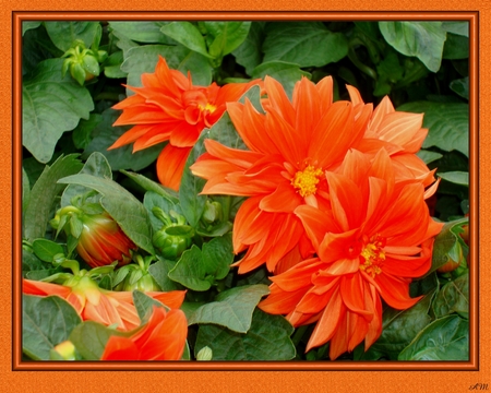 Orange Dahlia - dahlia, summer, flowers, photograph, garden, photo shopped, spring