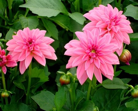 Pink Dahlias - dahlia, pink, summer, flowers, photograph, garden, spring