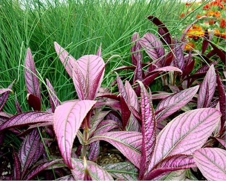 Foliage - summer, leaf, plants, spring, leaves, grass, photograph, garden, flower