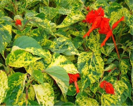 Foliage with flowers - photograph, summer, garden, spring, leaf, flower, plant, leaves