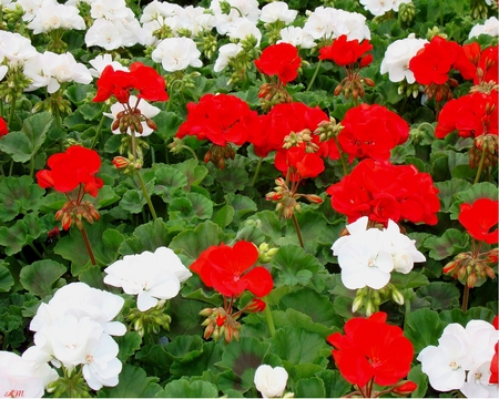 Red and White Geraniums - white, red, summer, plants, photograph, geranium, flower, spring