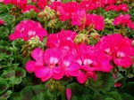 Hot pink Geraniums