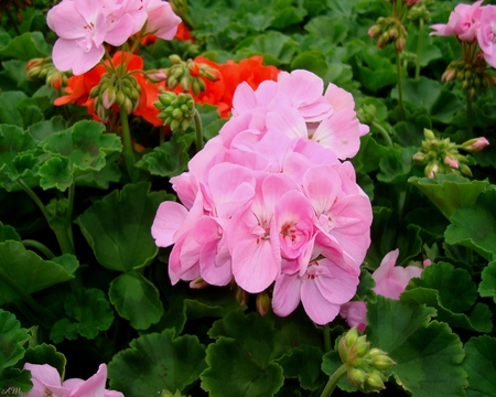 Light pink Geranium - photograph, summer, garden, spring, flower, plant, pink, geranium