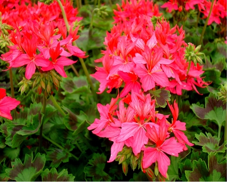 Geraniums - photograph, summer, garden, spring, flower, plant, geranium