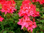 Geraniums