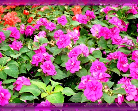 Pink double Impatiens - impatien, bloom, summer, spring, pink, blossom, plant, photograph, garden, flower