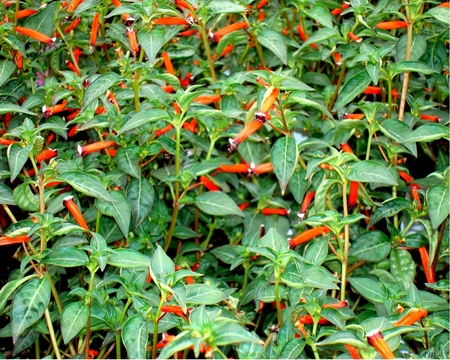 Foliage and red flowers - plant, leaves, leaf, summer, photograph, garden, flower, spring