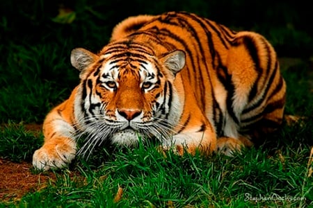 Big Boy - big, tiger, beautiful