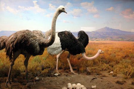  Ostriches - eggs, ostriches, mountains, male and female