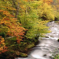 Beech Trees Along the Saliencia River Somiedo Natural Park Asturias Spain