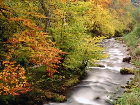 Beech Trees Along the Saliencia River Somiedo Natural Park Asturias Spain - spain, beech trees along the saliencia river somiedo natural park astur