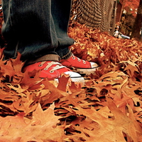 Autum, yellow leaves