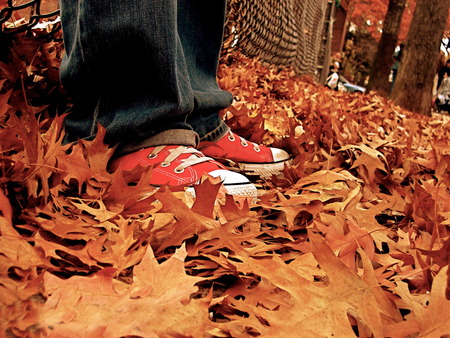 Autum, yellow leaves - leaves, autum, waiting