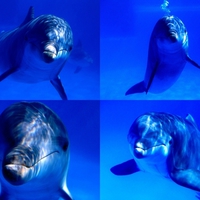 Dolphins looking at you