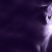 mystical cat