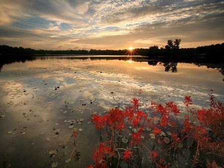 red flowers - red, flower, river