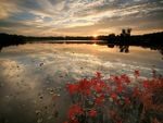 red flowers