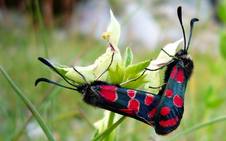 Butterflies making love - antennas, zygenes, romantic, great, light, peace, mountain, flowers, widescreen, animal, zen, nice, other, alps, hot, calming, beauty, love, savoie, flower, bug, bonneval, nature, tranquility, picture, green, butterfly, wild, animals, mating, blue, amazing, butterflies, india, gorgeous, red, bugs, vanoise, himalayas, france, nepal, beautiful, photography, himalaya, sensual, cool, awesome, forces of nature, mountains, peaceful, dreamy