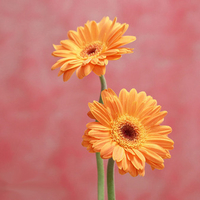 orange flowers