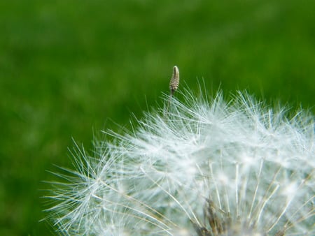 Please Don't Let Me Go - seed, summer, dandelion, green