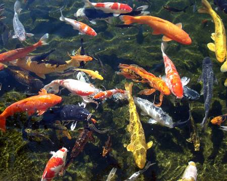 Koi Pond - koi pond, animals, koi, fish, colorful, pond