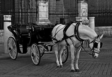 Carriage pulled by a Lonely Horse - horses, carriage, black and white, animals