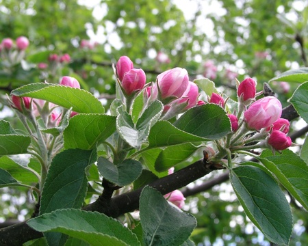 apple blooms  - apple, blooms