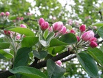 apple blooms 