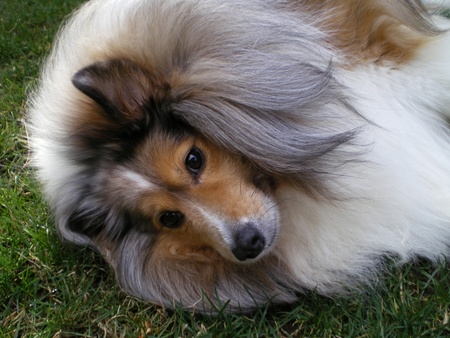 sheltie dog  - dog, sheltie