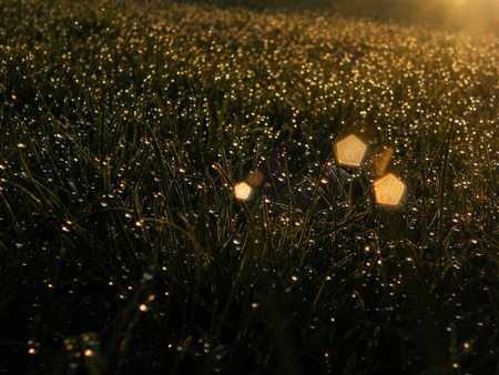 Field of Stars - dew, stars, green, grass