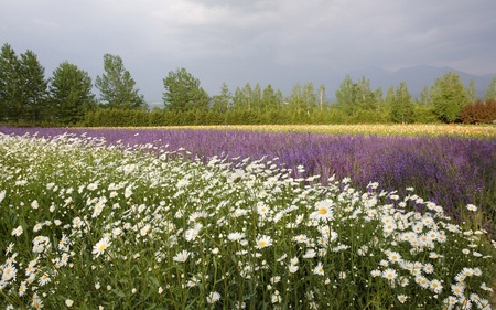  white field  - field, white