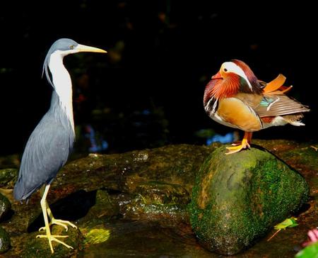 Getting To Know You - peking duck, animals, water, rock, blue heron, birds