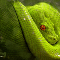 green snake