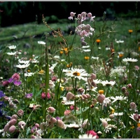 Summer Meadow