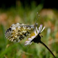 Summer Butterfly